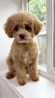 Boba, a male Maltipoo for sale in San Jose, CA – 2 of 2