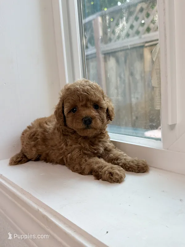 Lily – Poodle - Toy  puppy for sale in San Jose, CA