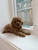 Lily, a female Poodle - Toy  for sale in San Jose, CA – 1 of 3