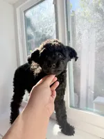 Bella , a female Poodle - Toy  for sale in San Jose, CA – 3 of 3