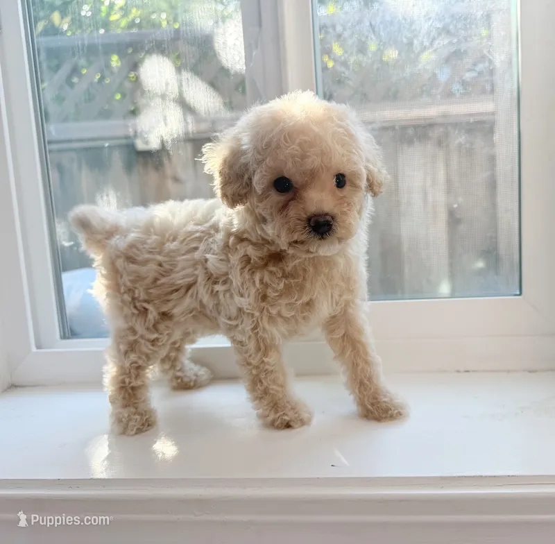 Marshmallow – Poodle - Toy  puppy for sale in San Jose, CA