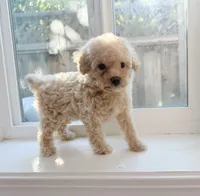 Marshmallow, a male Poodle - Toy  for sale in San Jose, CA – 1 of 3