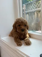 Coco, a female Poodle - Toy  for sale in San Jose, CA – 3 of 3