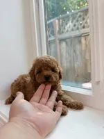 Lily, a female Poodle - Toy  for sale in San Jose, CA – 2 of 3