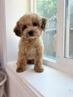 Ember ( tcup/toy ) , a female Poodle - Toy  for sale in San Jose, CA – 2 of 3