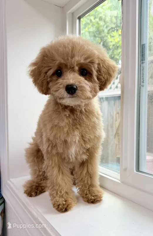 Boba – Maltipoo puppy for sale in San Jose, CA