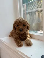 Coco, a female Poodle - Toy  for sale in San Jose, CA – 2 of 3