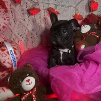 Roxy, a female French Bulldog for sale in Taunton, MA – 1 of 1