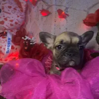 Coco, a female French Bulldog for sale in Taunton, MA – 1 of 1