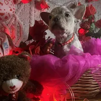 Lucy, a female French Bulldog for sale in Taunton, MA – 1 of 1