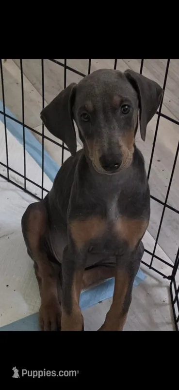 Gracie – Doberman Pinscher puppy for sale in Wilmington, NC
