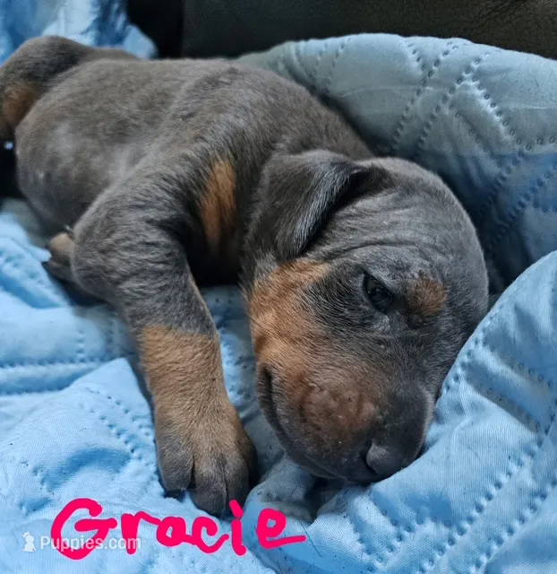 Gracie – Doberman Pinscher puppy for sale in Wilmington, NC