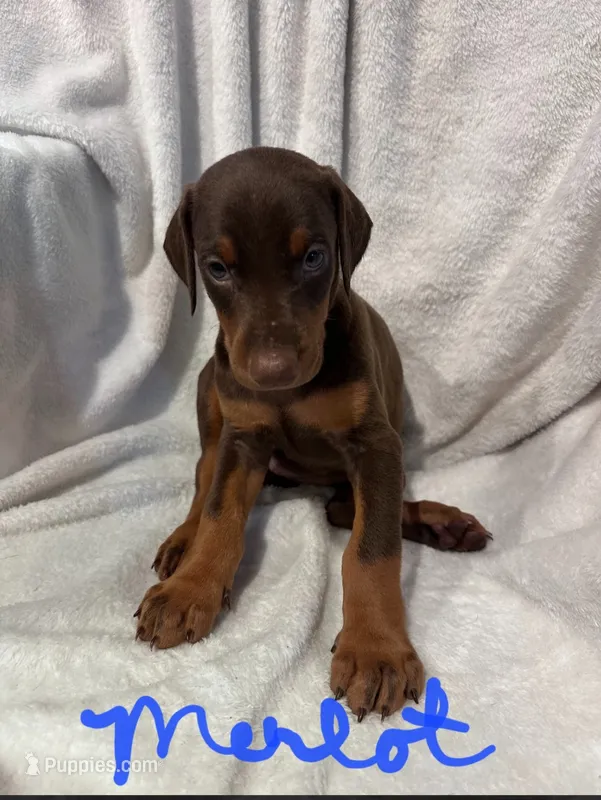 Merlot – Doberman Pinscher puppy for sale in Wilmington, NC