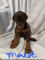 Merlot, a female Doberman Pinscher for sale in Wilmington, NC – 1 of 10