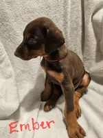 Ember, a female Doberman Pinscher for sale in Wilmington, NC – 3 of 9
