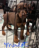 Merlot, a female Doberman Pinscher for sale in Wilmington, NC – 3 of 10