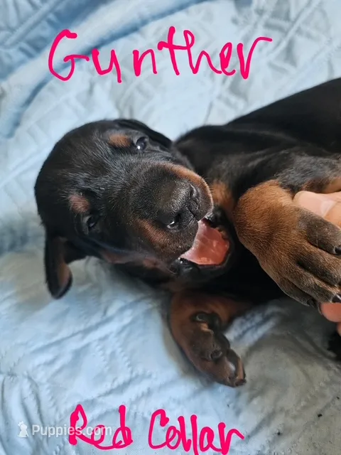 Gunther – Doberman Pinscher puppy for sale in Wilmington, NC