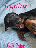 Gunther, a male Doberman Pinscher for sale in Wilmington, NC – 5 of 9