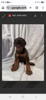 Merlot, a female Doberman Pinscher for sale in Wilmington, NC – 4 of 10