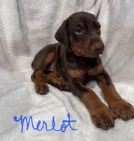 Merlot, a female Doberman Pinscher for sale in Wilmington, NC – 5 of 10