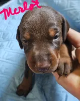 Merlot, a female Doberman Pinscher for sale in Wilmington, NC – 6 of 10