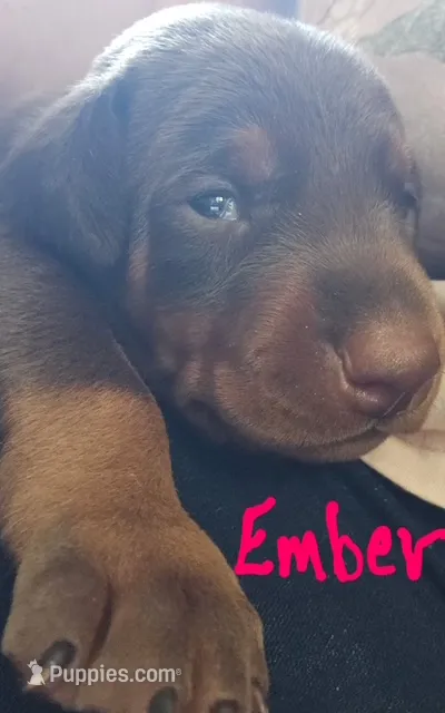 Ember – Doberman Pinscher puppy for sale in Wilmington, NC