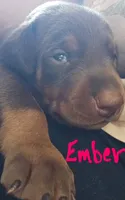 Ember, a female Doberman Pinscher for sale in Wilmington, NC – 6 of 9