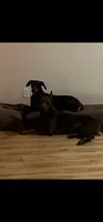Maximus, a male Doberman Pinscher for sale in Wilmington, NC – 2 of 3