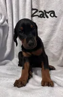 Zara, a female Doberman Pinscher for sale in Wilmington, NC – 3 of 8