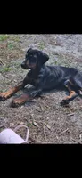 Kai (AKC) Partial European, a male Doberman Pinscher for sale in Wilmington, NC – Photo 2 of 7