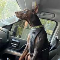 Kai (AKC) Partial European, a male Doberman Pinscher for sale in Wilmington, NC – Photo 4 of 7