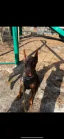 Kai (AKC) Partial Euro, a male Doberman Pinscher for sale in Wilmington, NC – Photo 6 of 6