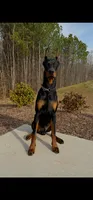 Kai (AKC) Partial Euro, a male Doberman Pinscher for sale in Wilmington, NC – Photo 2 of 6