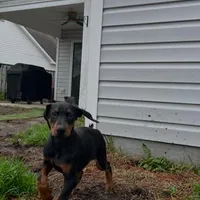 Kai (AKC) Partial European, a male Doberman Pinscher for sale in Wilmington, NC – Photo 6 of 7