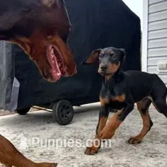 Kai (AKC) Partial Euro