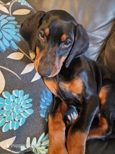 Kai (AKC) Partial Euro, a male Doberman Pinscher for sale in Wilmington, NC – Photo 1 of 6