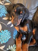 Kai (AKC) Partial Euro, a male Doberman Pinscher for sale in Wilmington, NC – Photo 1 of 6