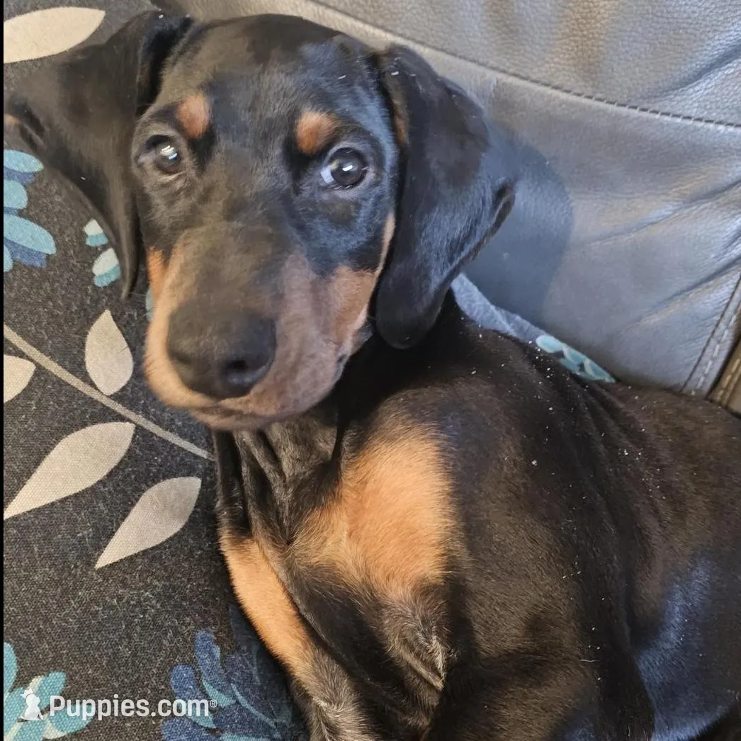 Kai (AKC) Partial Euro, a male Doberman Pinscher for sale in Wilmington, NC – Photo 3 of 6