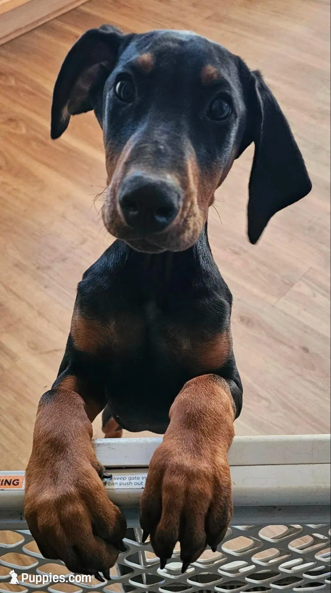 Kai (AKC) Partial European – Doberman Pinscher puppy for sale in Wilmington, NC