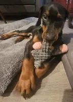 Kai (AKC) Partial Euro, a male Doberman Pinscher for sale in Wilmington, NC – Photo 4 of 6