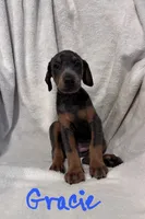 Gracie, a female Doberman Pinscher for sale in Wilmington, NC – 3 of 10