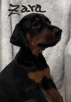 Zara, a female Doberman Pinscher for sale in Wilmington, NC – 4 of 8