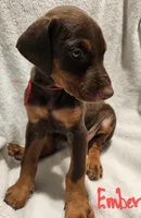 Ember, a female Doberman Pinscher for sale in Wilmington, NC – 4 of 9