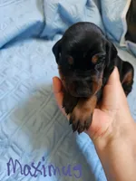 Maximus, a male Doberman Pinscher for sale in Wilmington, NC – 5 of 5
