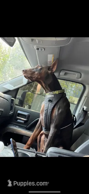 Zara – Doberman Pinscher puppy for sale in Wilmington, NC