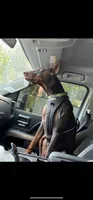 Zara, a female Doberman Pinscher for sale in Wilmington, NC – 1 of 3