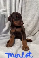 Merlot, a female Doberman Pinscher for sale in Wilmington, NC – 2 of 10