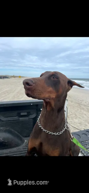 Loki – Doberman Pinscher puppy for sale in Wilmington, NC