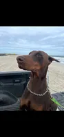 Loki, a male Doberman Pinscher for sale in Wilmington, NC – 3 of 3