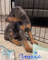 Gracie, a female Doberman Pinscher for sale in Wilmington, NC – 4 of 10
